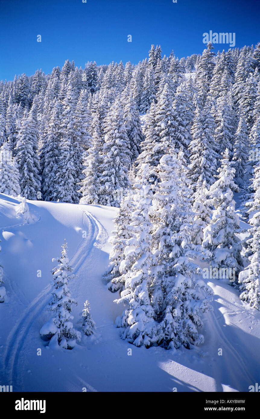 Fresh snow, Meribel, Trois Vallees, Haute-Savoie, French Alps, France, Europe Stock Photo