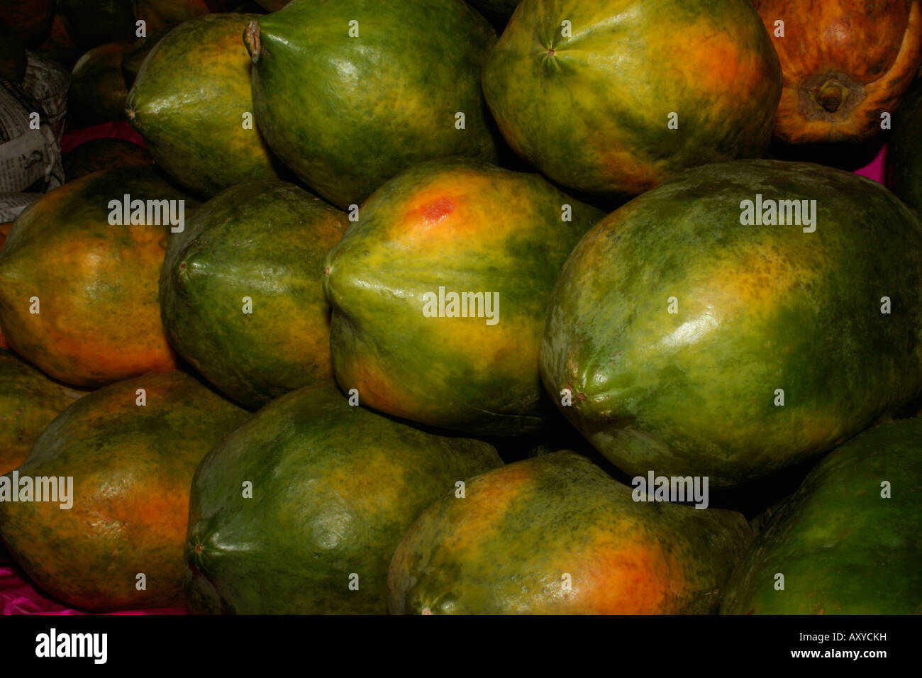 The papayas, Carica papaya L., is a member of the small family Caricaceae allied to the Passifloraceae. Stock Photo