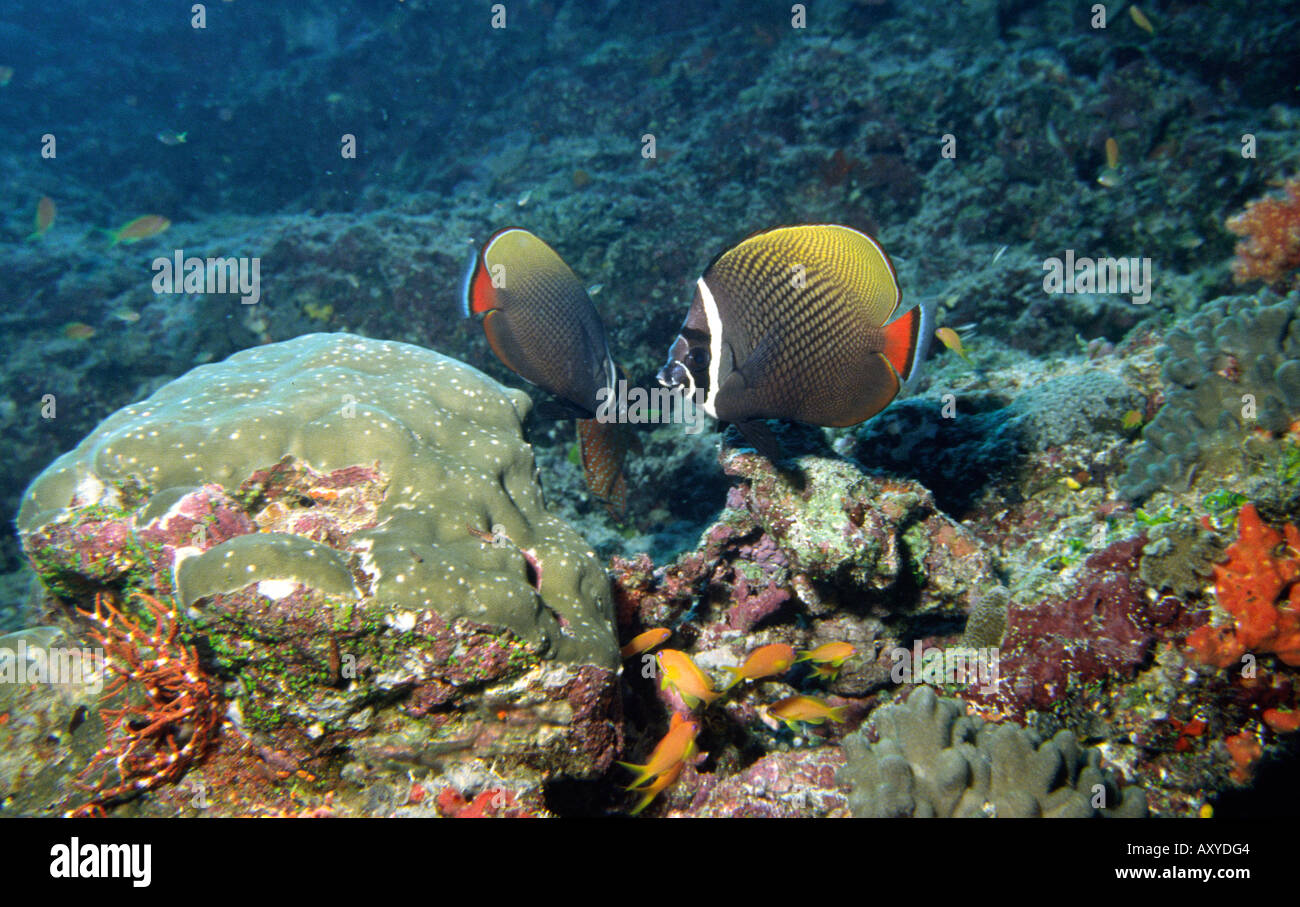 Maldives Underwater Collared Butterflyfish Chaetodon collare Stock ...