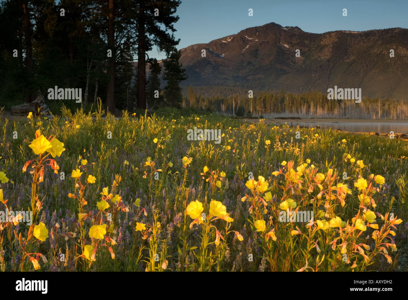 Yellow Primrose and purple lupine wildflowers at sunrise Kiva Beach south shore Lake Tahoe California Stock Photo