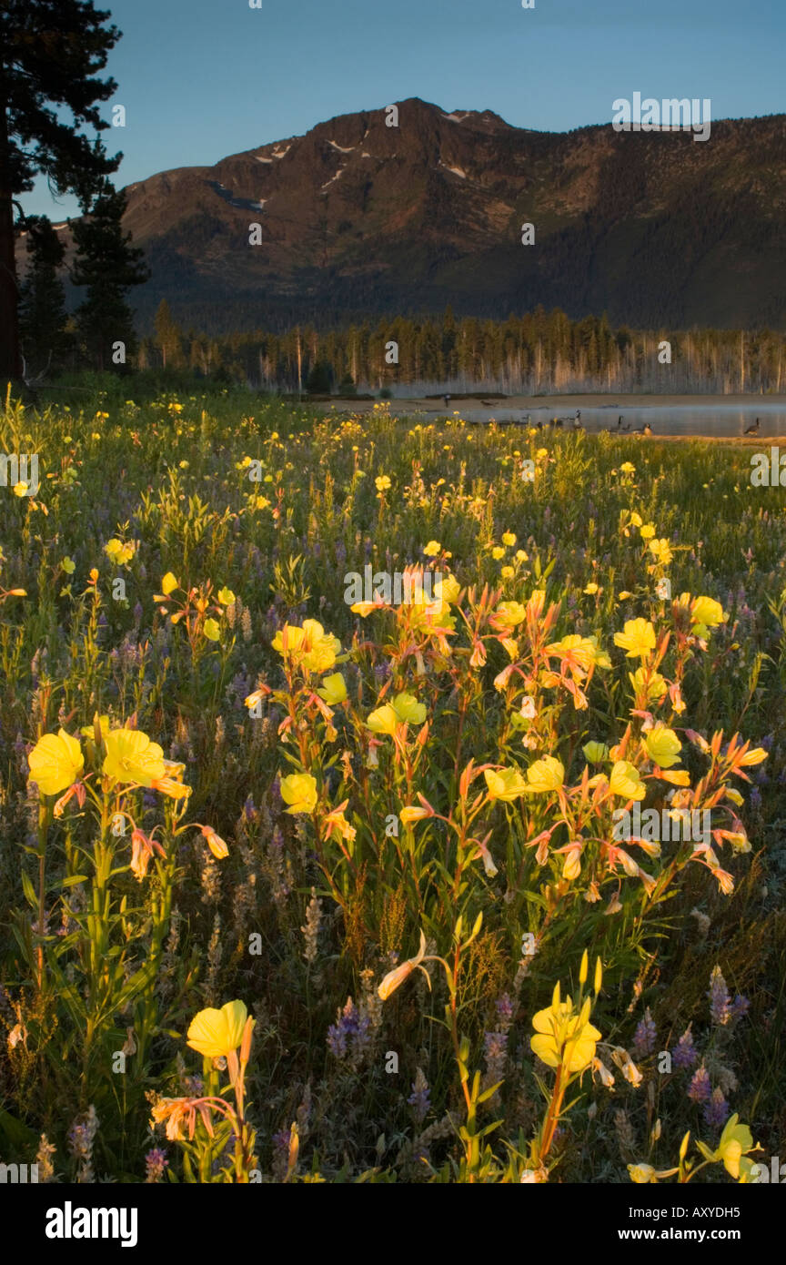 Yellow Primrose and purple lupine wildflowers at sunrise Kiva Beach south shore Lake Tahoe California Stock Photo