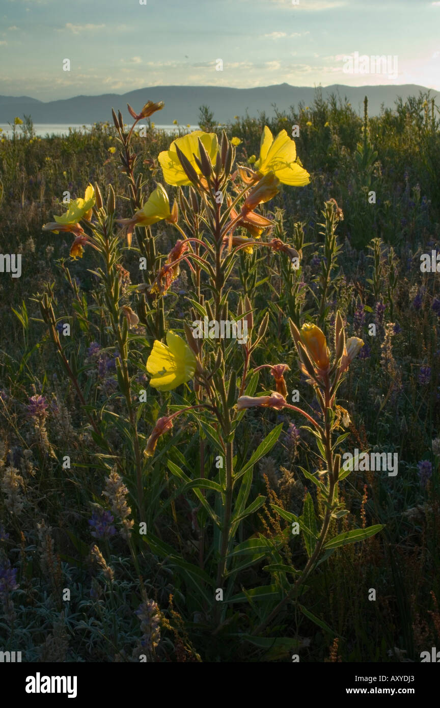 Yellow Primrose and purple lupine wildflowers at sunrise Kiva Beach south shore Lake Tahoe California Stock Photo