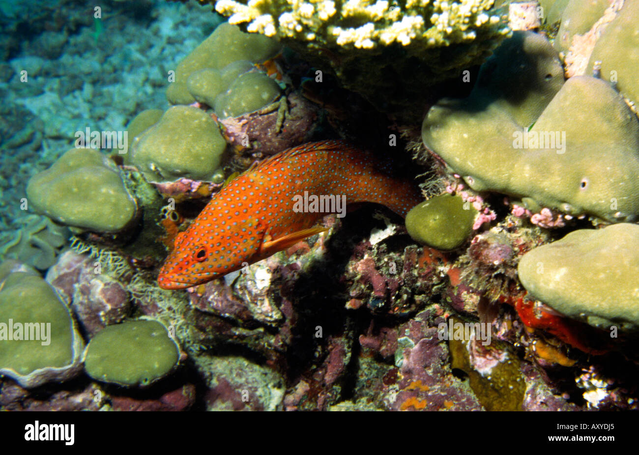 Maldives Underwater Red coral grouper Cephalopholis miniata Stock Photo
