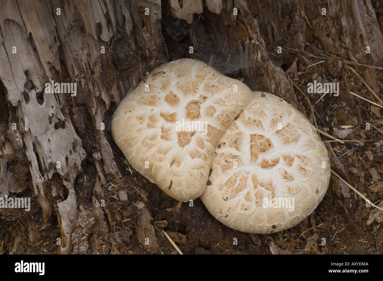 Large white mushroom fungus growing on tree stump in forest at Kiva Beach South Lake Tahoe California Stock Photo