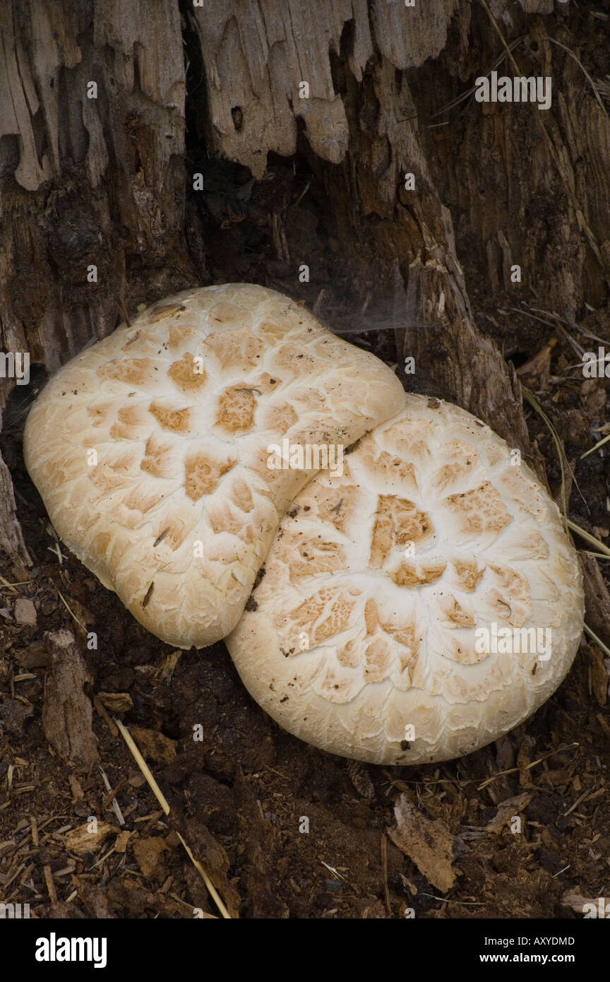 Large white mushroom fungus growing on tree stump in forest at Kiva Beach South Lake Tahoe California Stock Photo