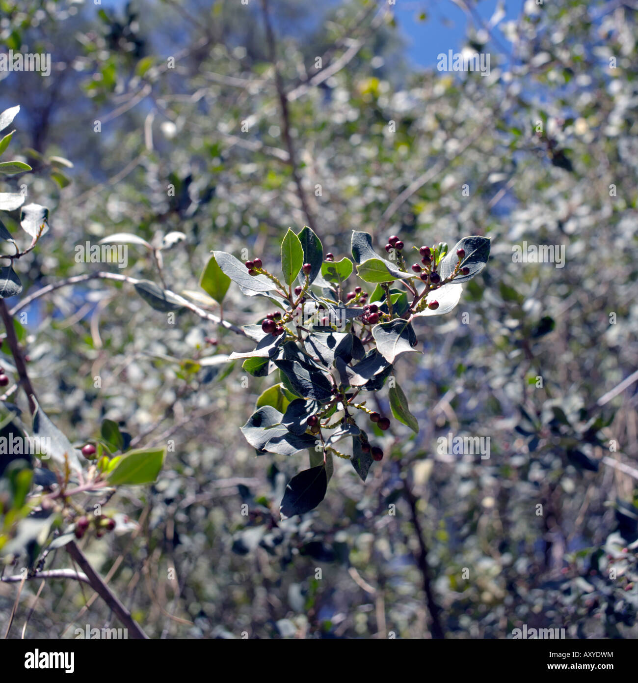 Buckthorn berries ( Rhamnus alaternus L ) family Rhamnaceae  Mediterranean or Italian Buckthorn in Spring Stock Photo