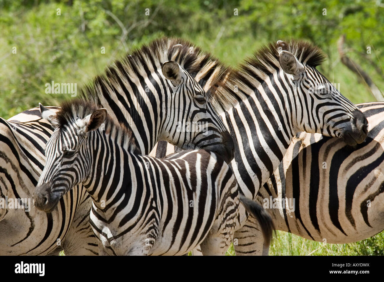 Common zebra or Burchell's zebra (Equus burchelli), Hluhluwe & Imfolozi Game Reserves, Kwazulu-Natal, South Africa Stock Photo