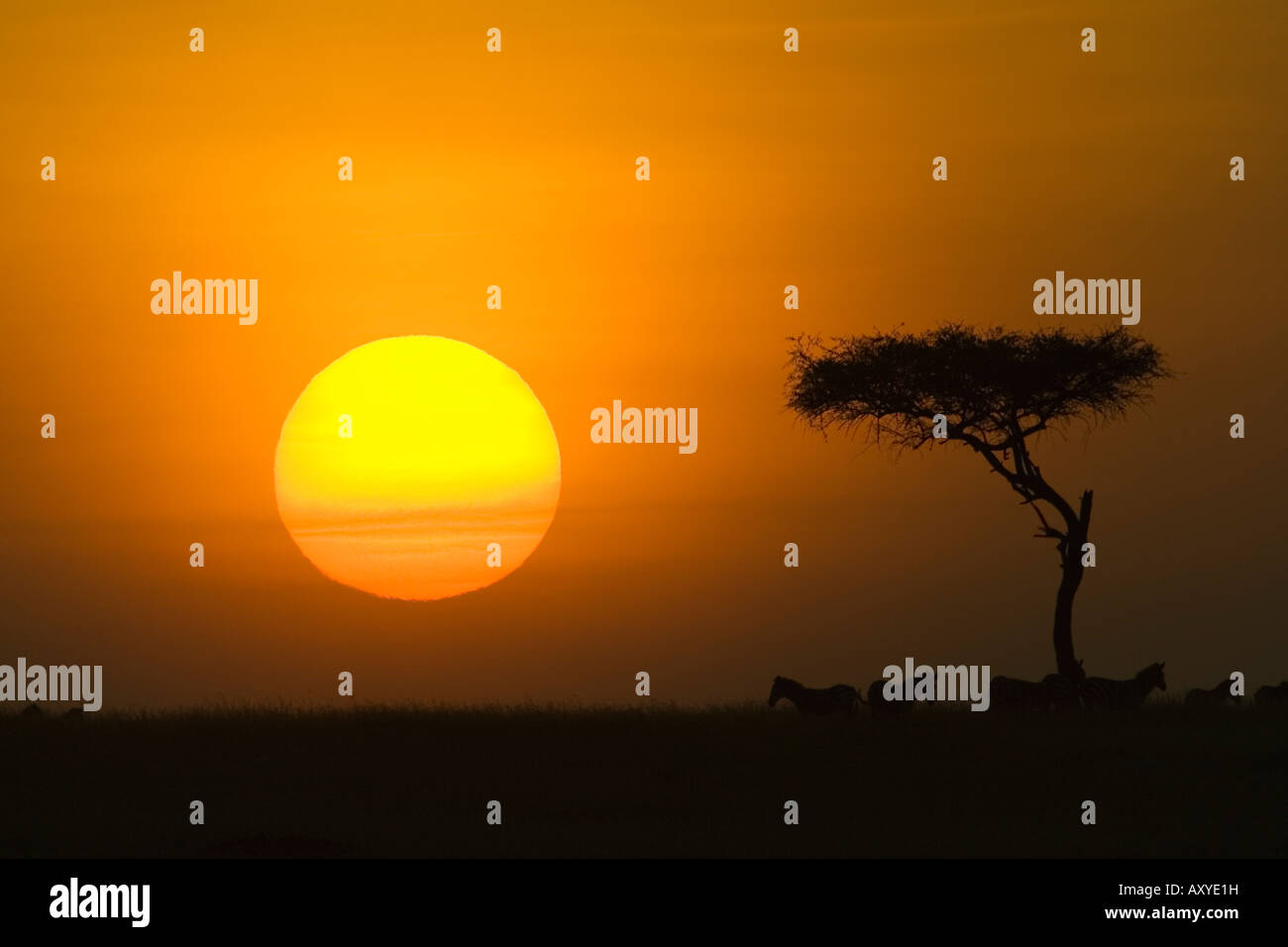 Sunset with an acacia on the horizon, Masai Mara Game Reserve, Kenya, East Africa, Africa Stock Photo