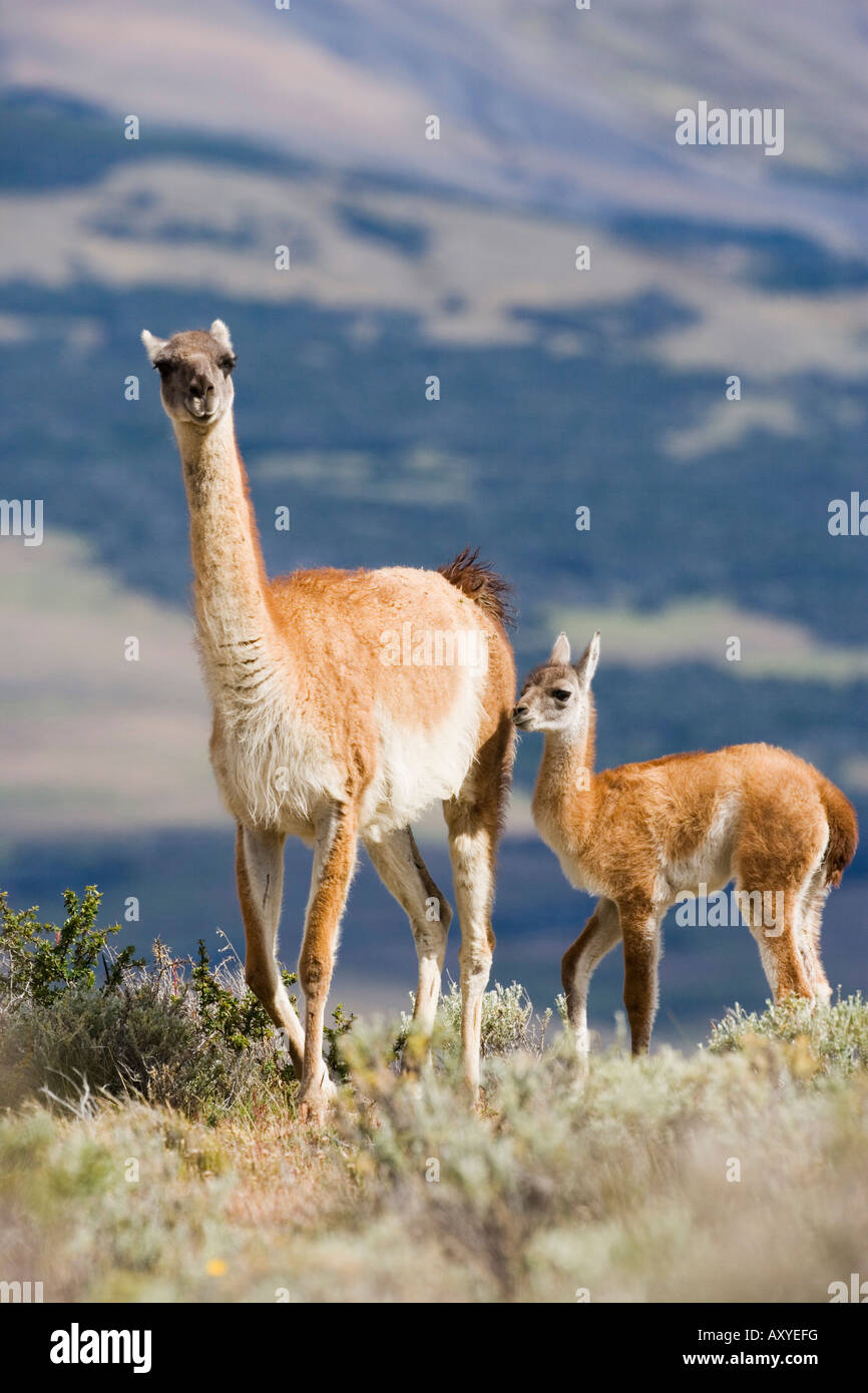 Guanaco (Lama guanicse) mother and calf, Torres del Paine National Park, Patagonia, Chile, South America Stock Photo