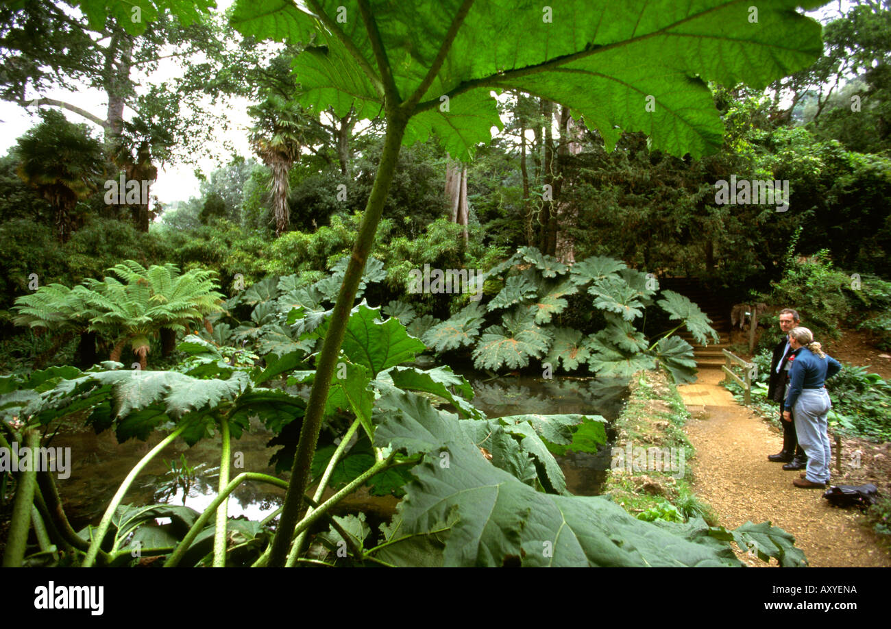 UK Dorset Abbotsbury Sub tropical gardens pond fringed with Gunnera plants Stock Photo