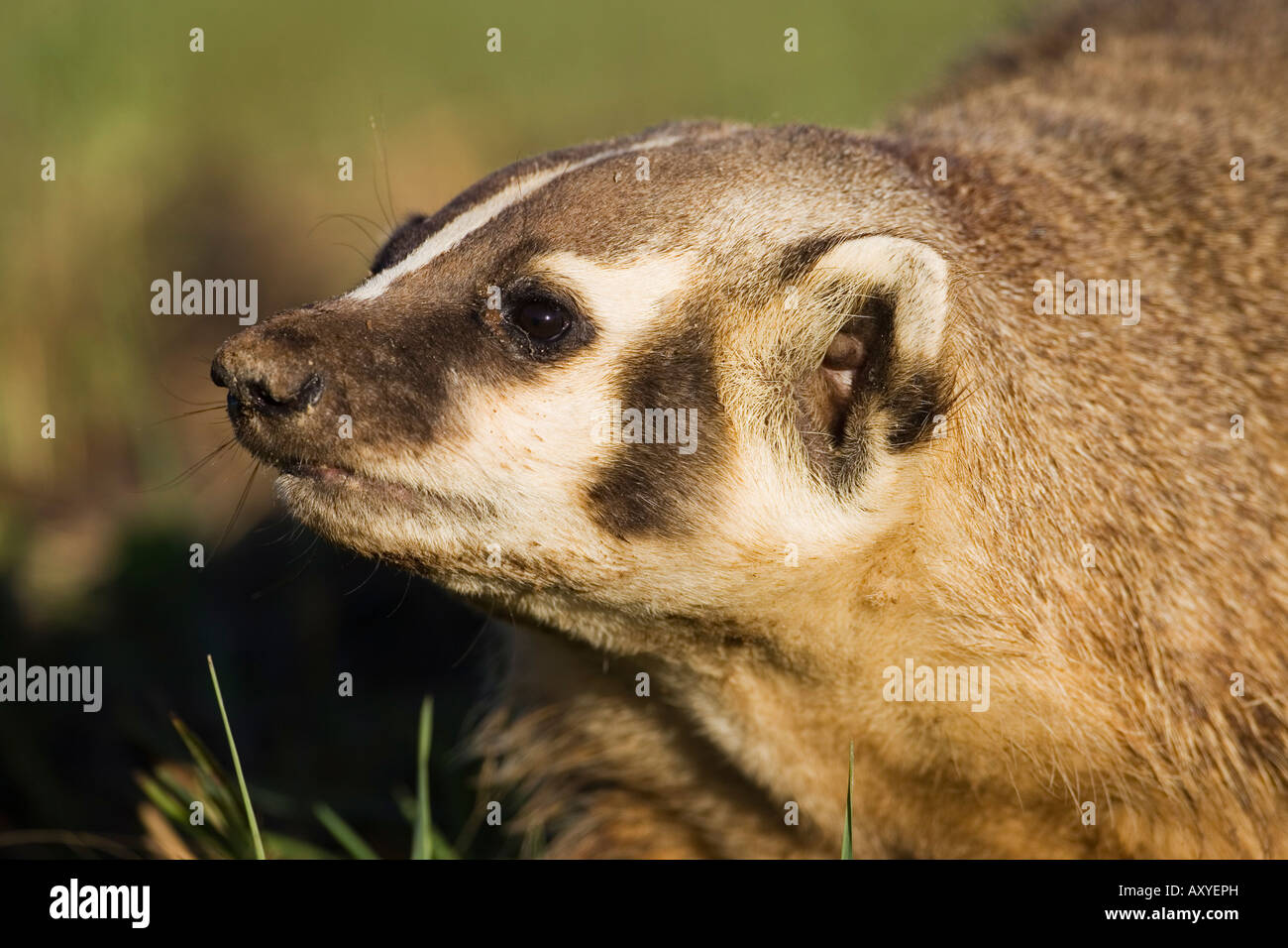 Badger (Taxidea taxus), in captivity, Minnesota Wildlife Connection