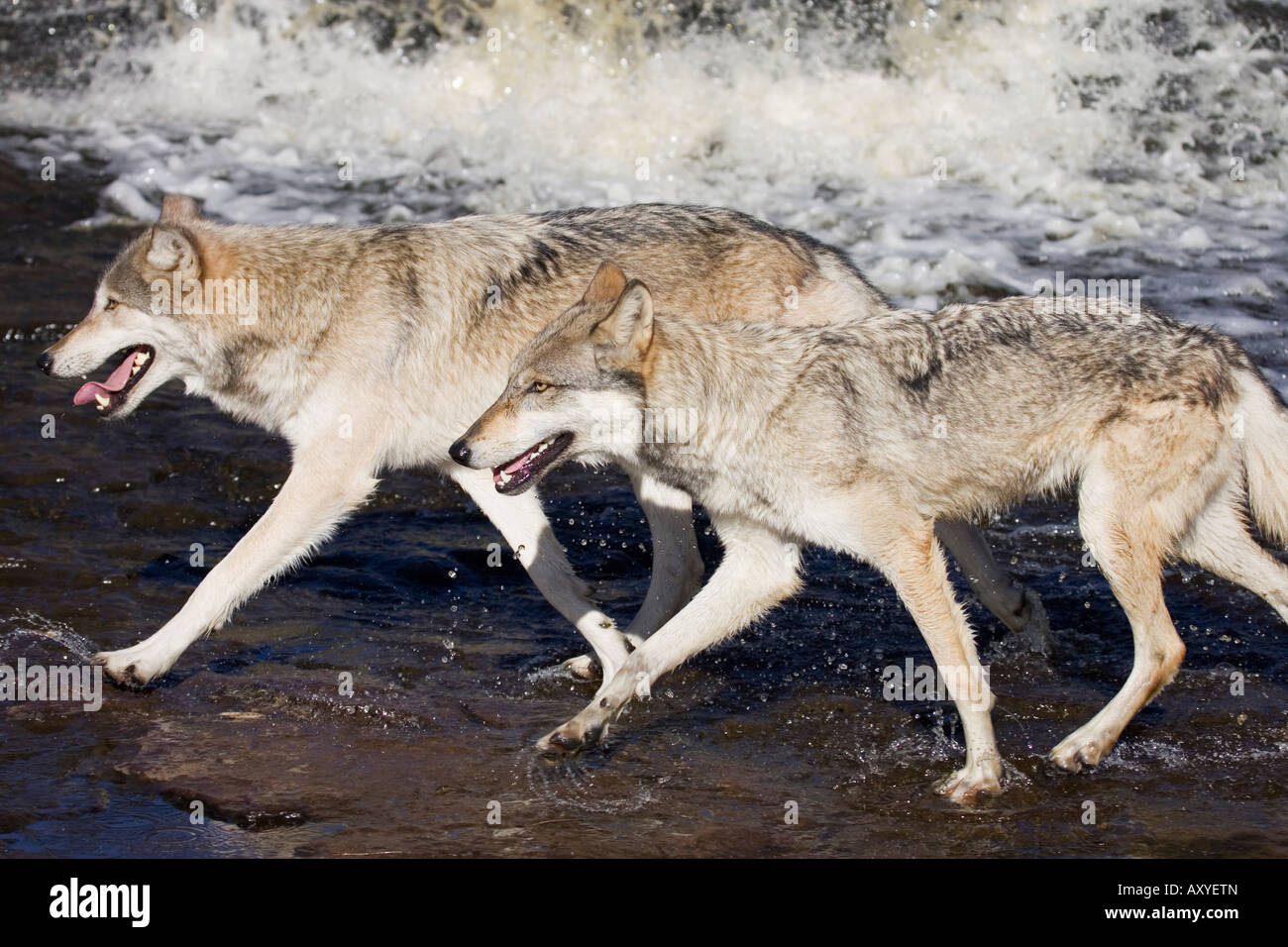 Two gray wolves (Canis lupus) running through water, in captivity, Minnesota Wildlife Connection, Minnesota, USA, North America Stock Photo