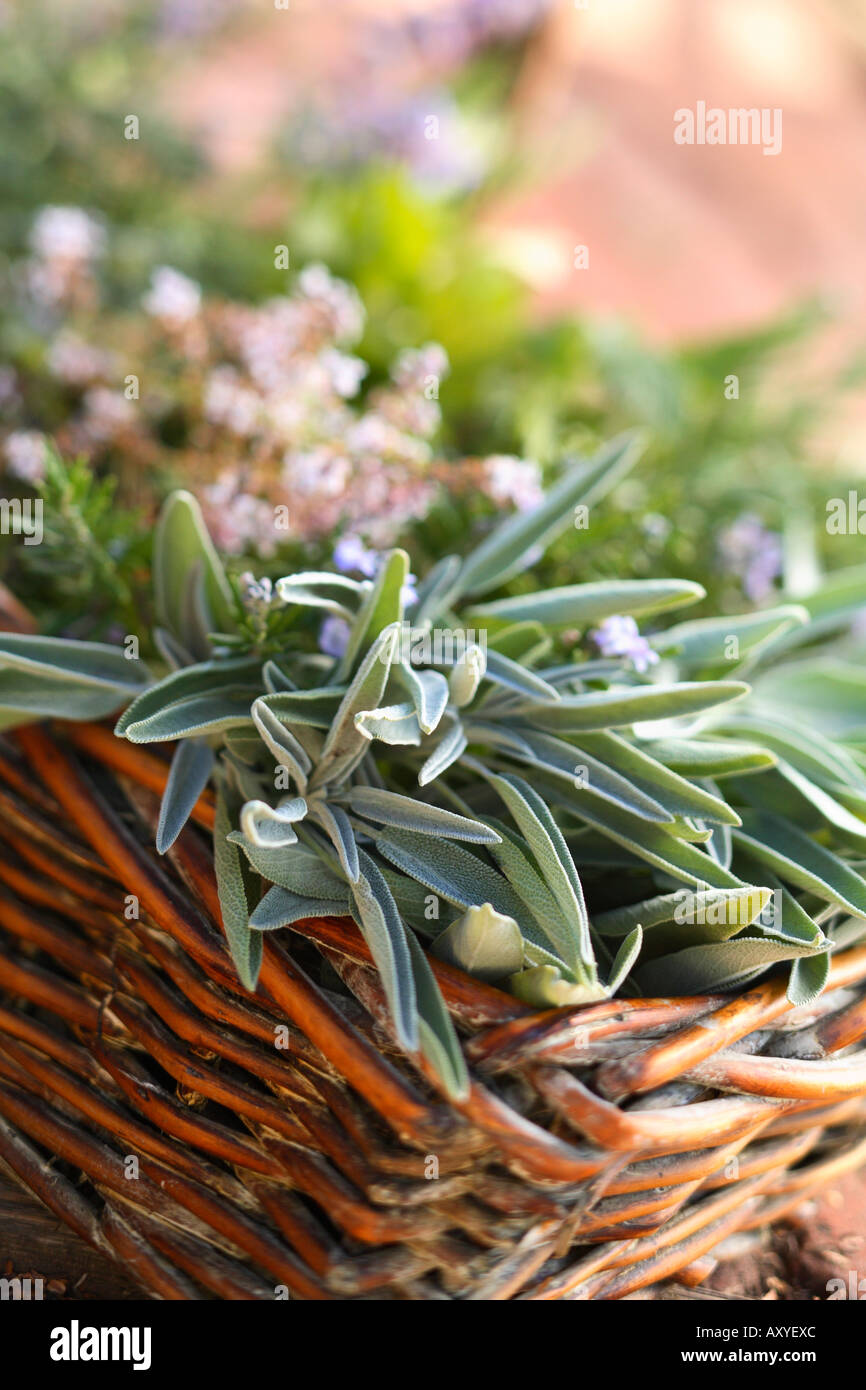Basket of Herbs Stock Photo