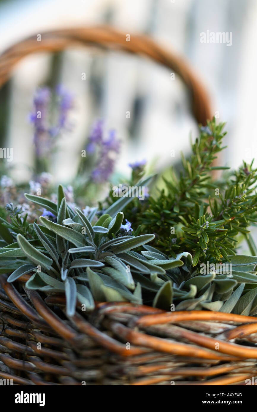 Basket of Herbs Stock Photo Alamy