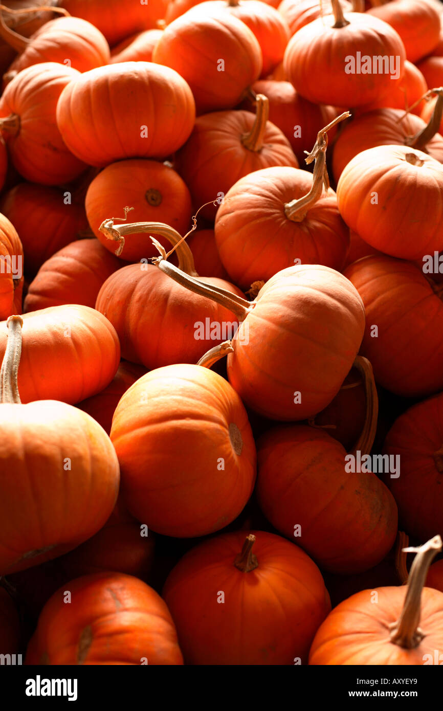 Mini Pumpkins Stock Photo