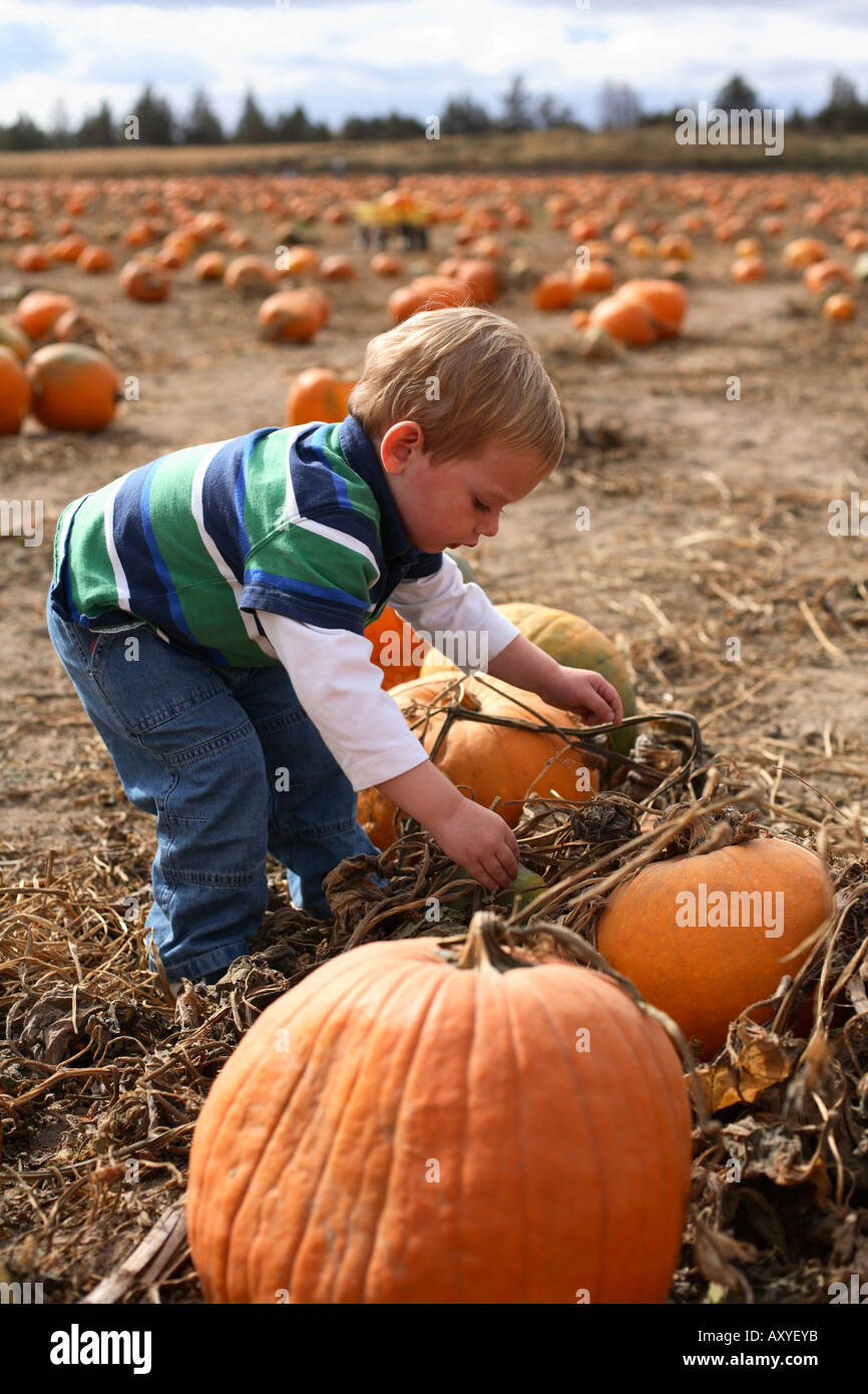 Young boy in pumpkin patch picking pumpkin. Stock Photo