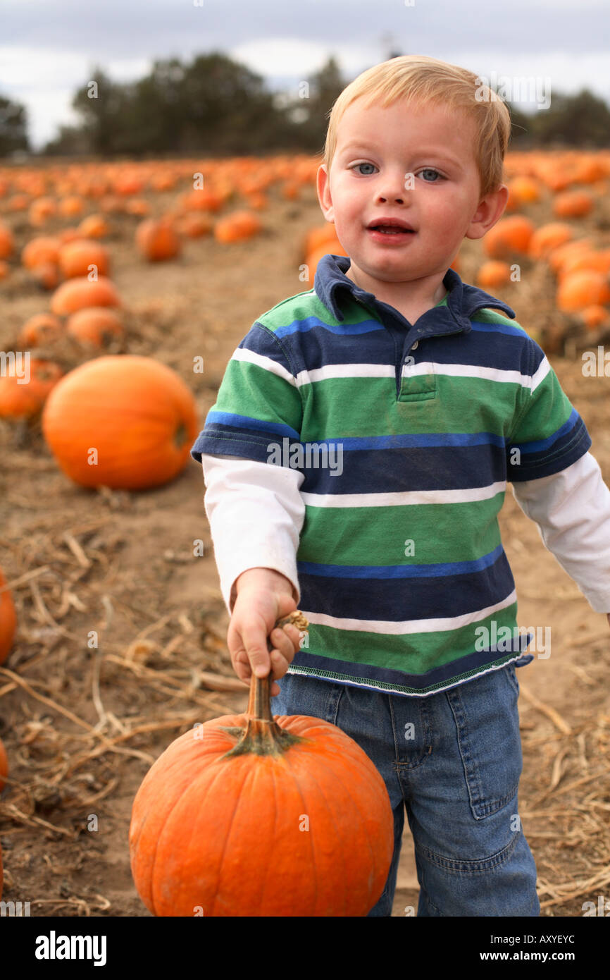 Two year old boy in pumpkin patch holding pumpkin. Stock Photo