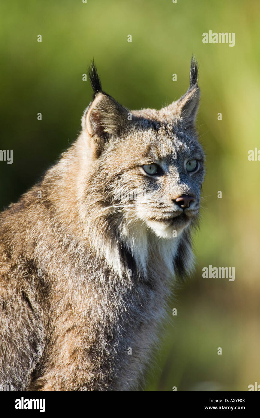 Closeup of a lynx (Lynx canadensis) sitting, in captivity, Sandstone