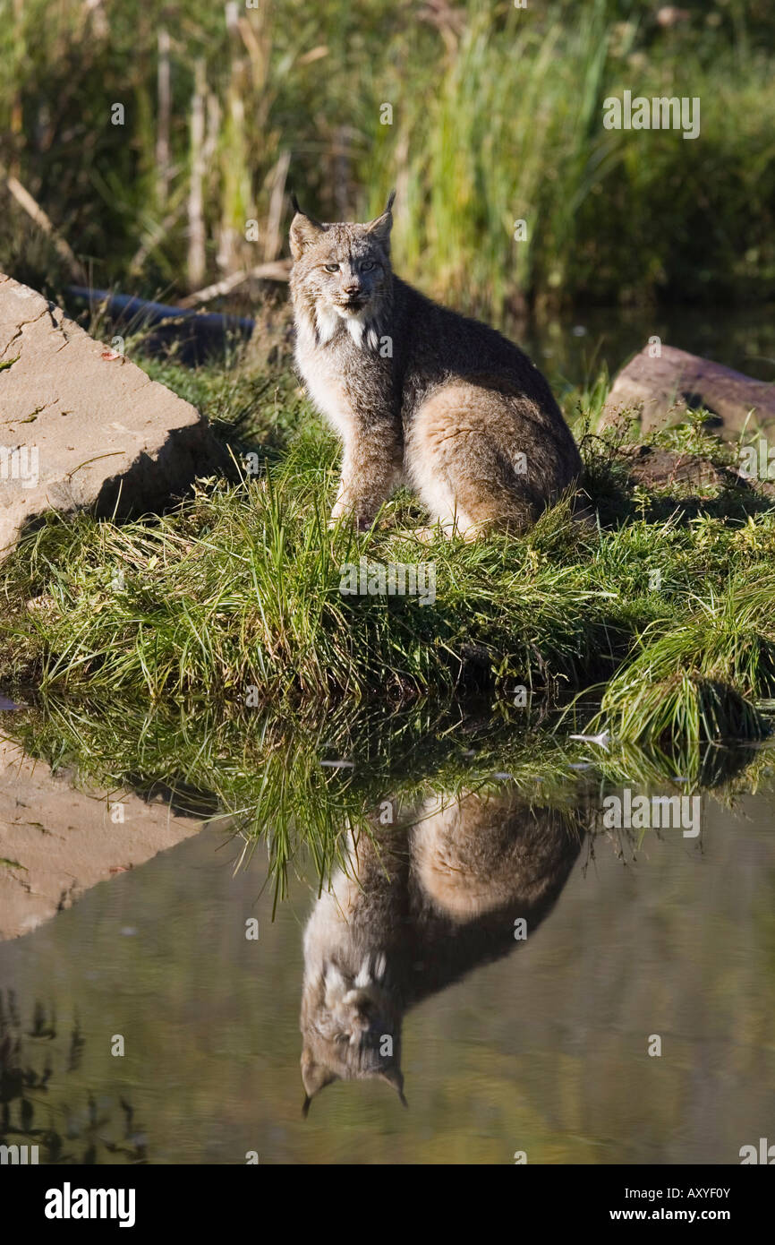 Lynx (Lynx canadensis) reflected sitting at waters edge, in captivity, Minnesota Wildlife Connection, Minnesota, USA Stock Photo