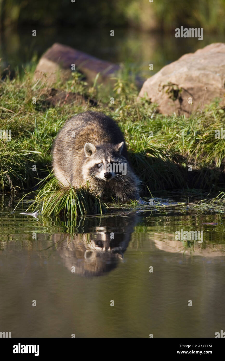 Raccoon (racoon) (Procyon lotor) at waters edge with reflection, in captivity, Minnesota Wildlife Connection, Minnesota, USA Stock Photo