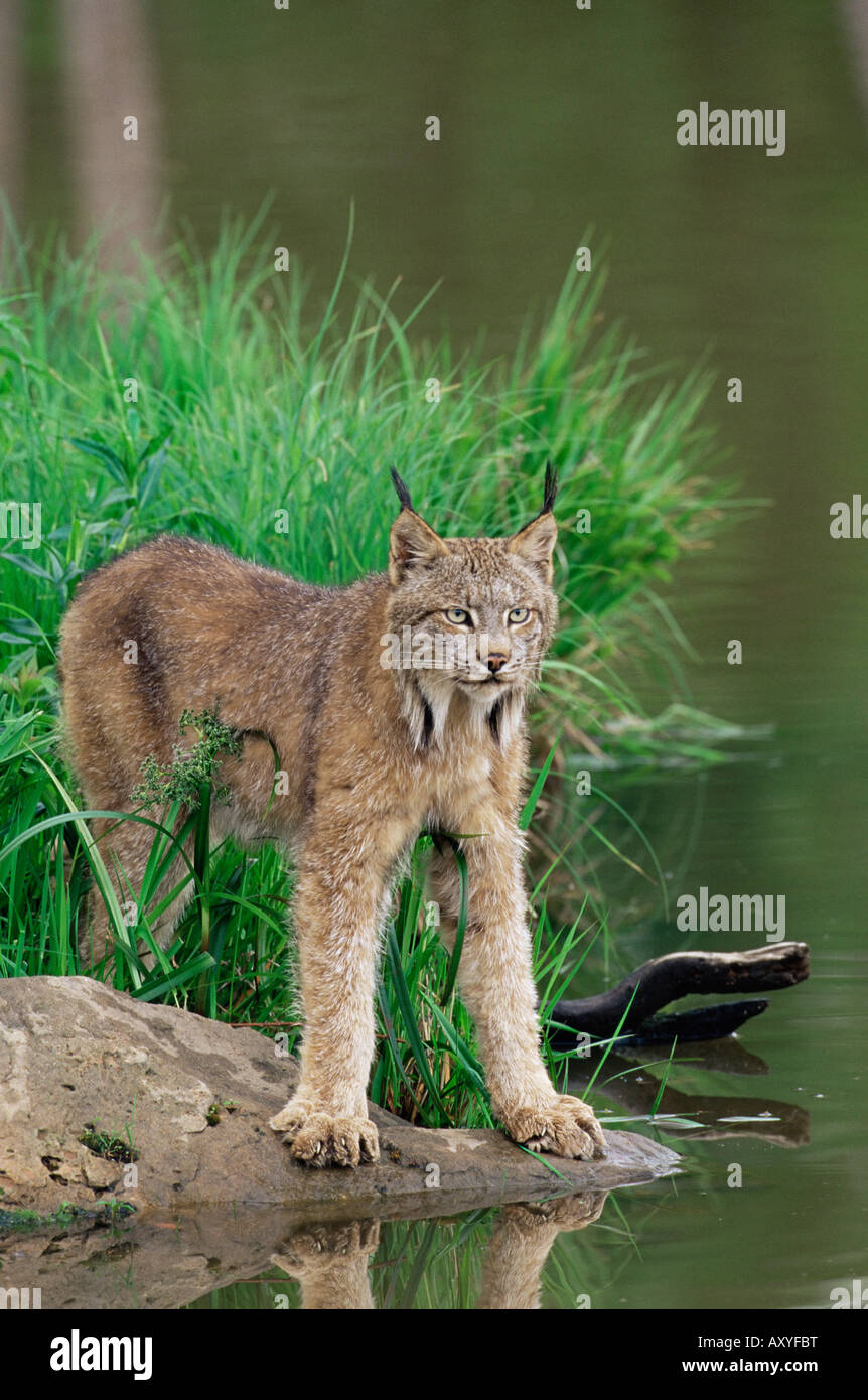 Lynx (Lynx canadensis), in captivity, Sandstone, Minnesota, United States of America, North America Stock Photo