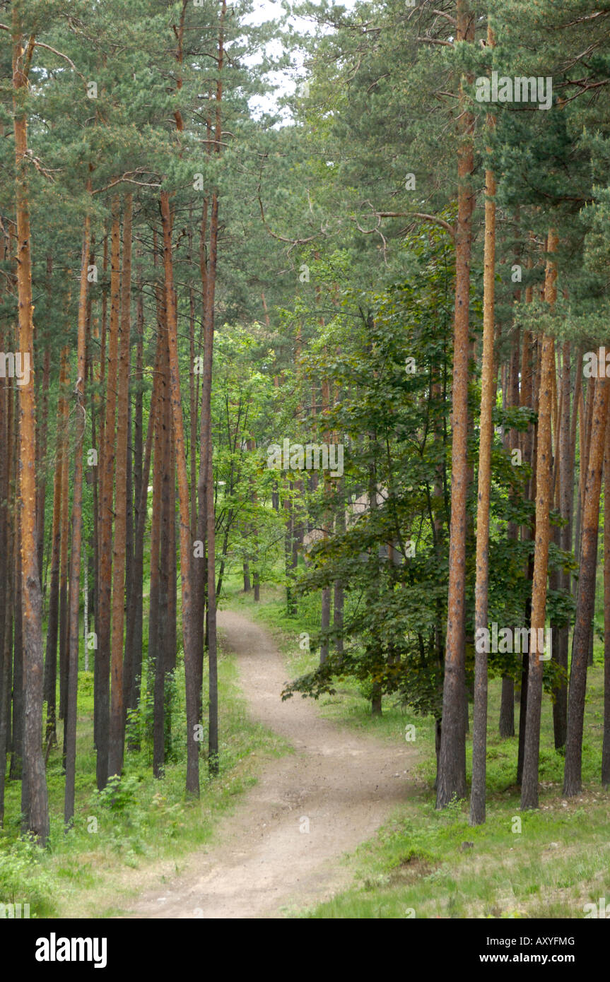 Path through pine forest, near Riga, Latvia, Baltic States, Europe Stock Photo