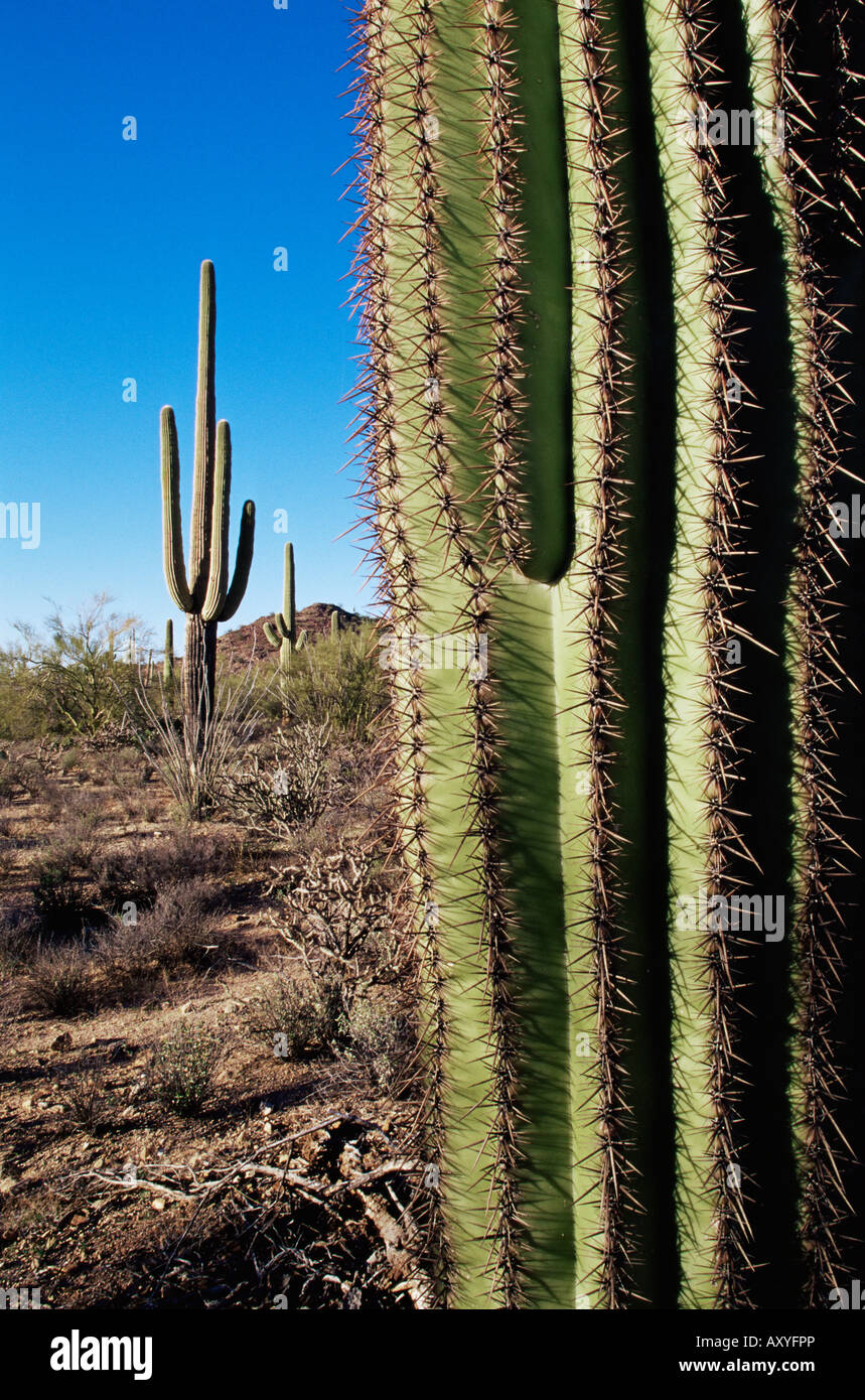 Saguaro cactus (Carnegiea gigantea), Saguaro National Park, Arizona, United States of America, North America Stock Photo