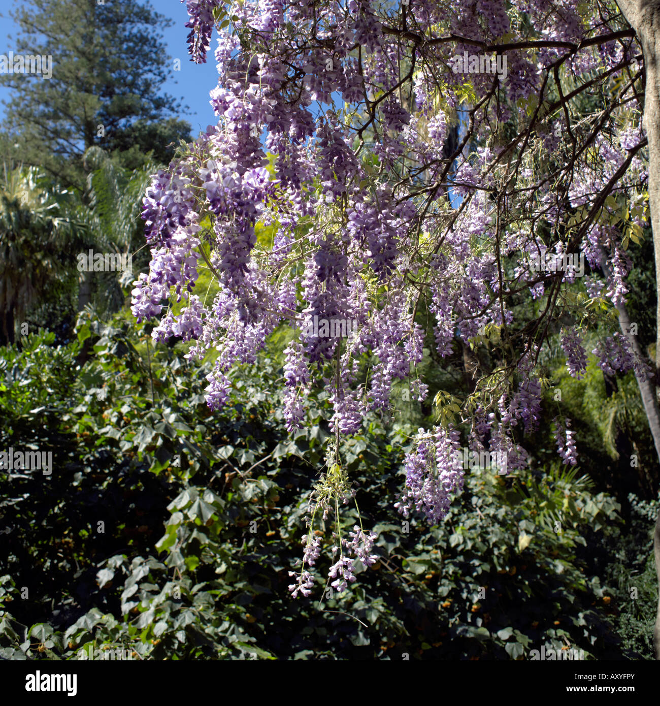 Wisteria sinensis Sims Sweet Stock Photo - Alamy