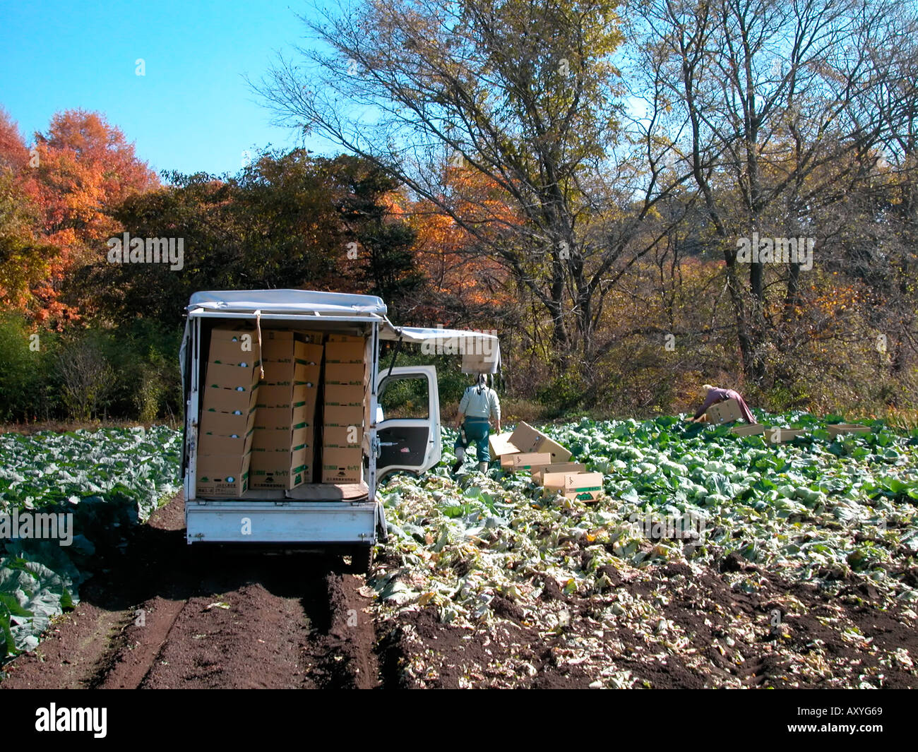 Harvesting cabbages on a small family run farm Karuizawa Nagano Ken Japan Stock Photo