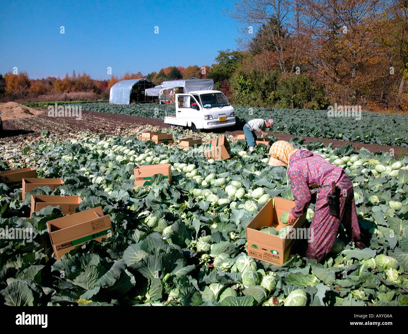 Harvesting cabbages on a small family run farm Karuizawa Nagano Ken Japan Stock Photo