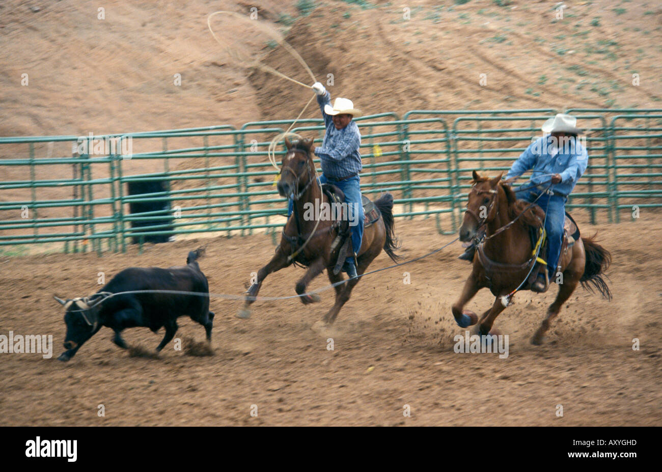 Team calf roping hires stock photography and images Alamy