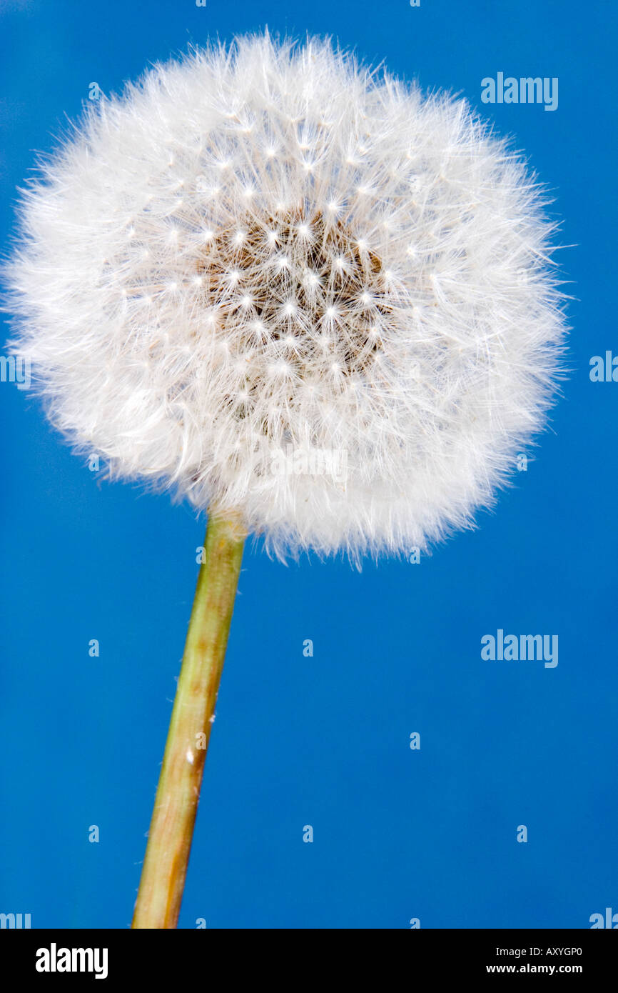 A dandelion clock seed head against a blue background Stock Photo Alamy