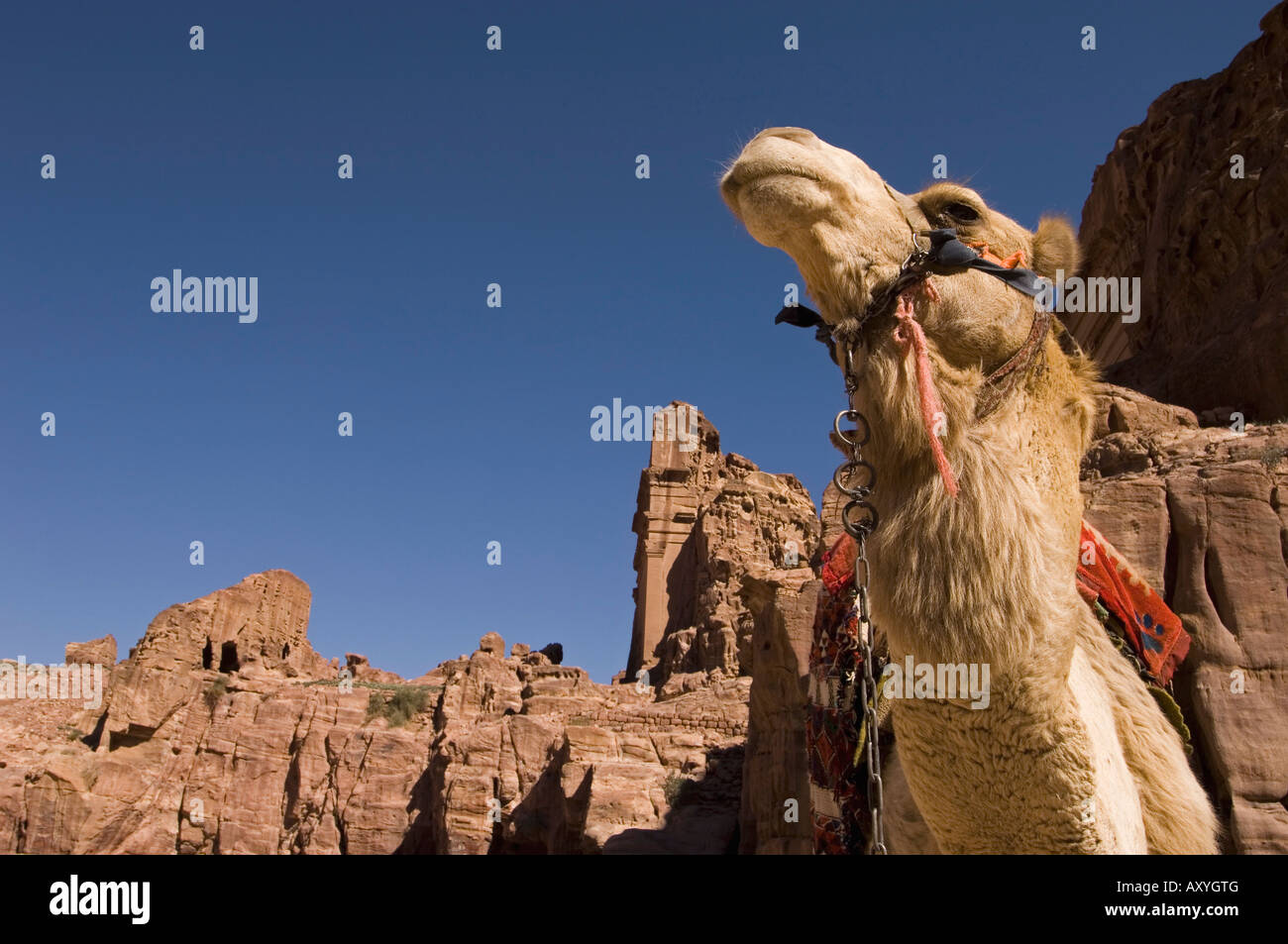 Camel, Petra, Jordan, Middle East Stock Photo