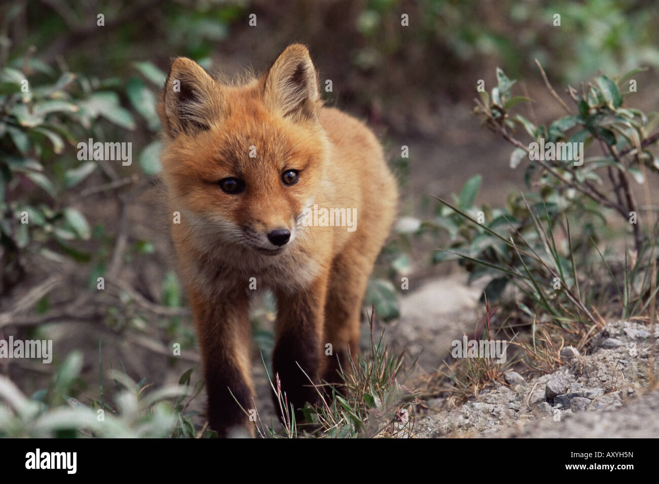 Red fox pup (Vulpes fulva), Brooks Range, Alaska, United States of America, North America Stock Photo