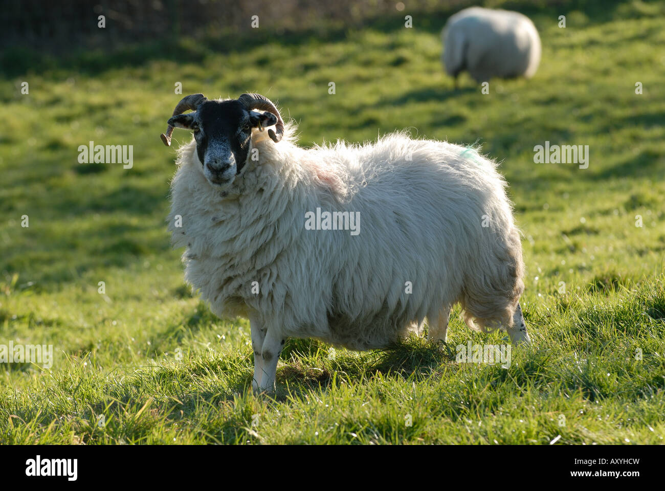 Northumberland blackface ewe in lamb on long pasture Devon Stock Photo