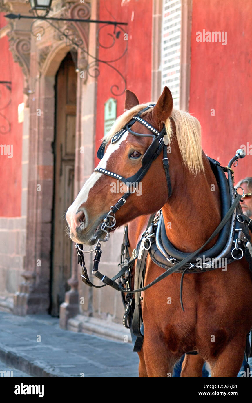 Horse on streets of San Miguel de Allende Mexico Stock Photo Alamy