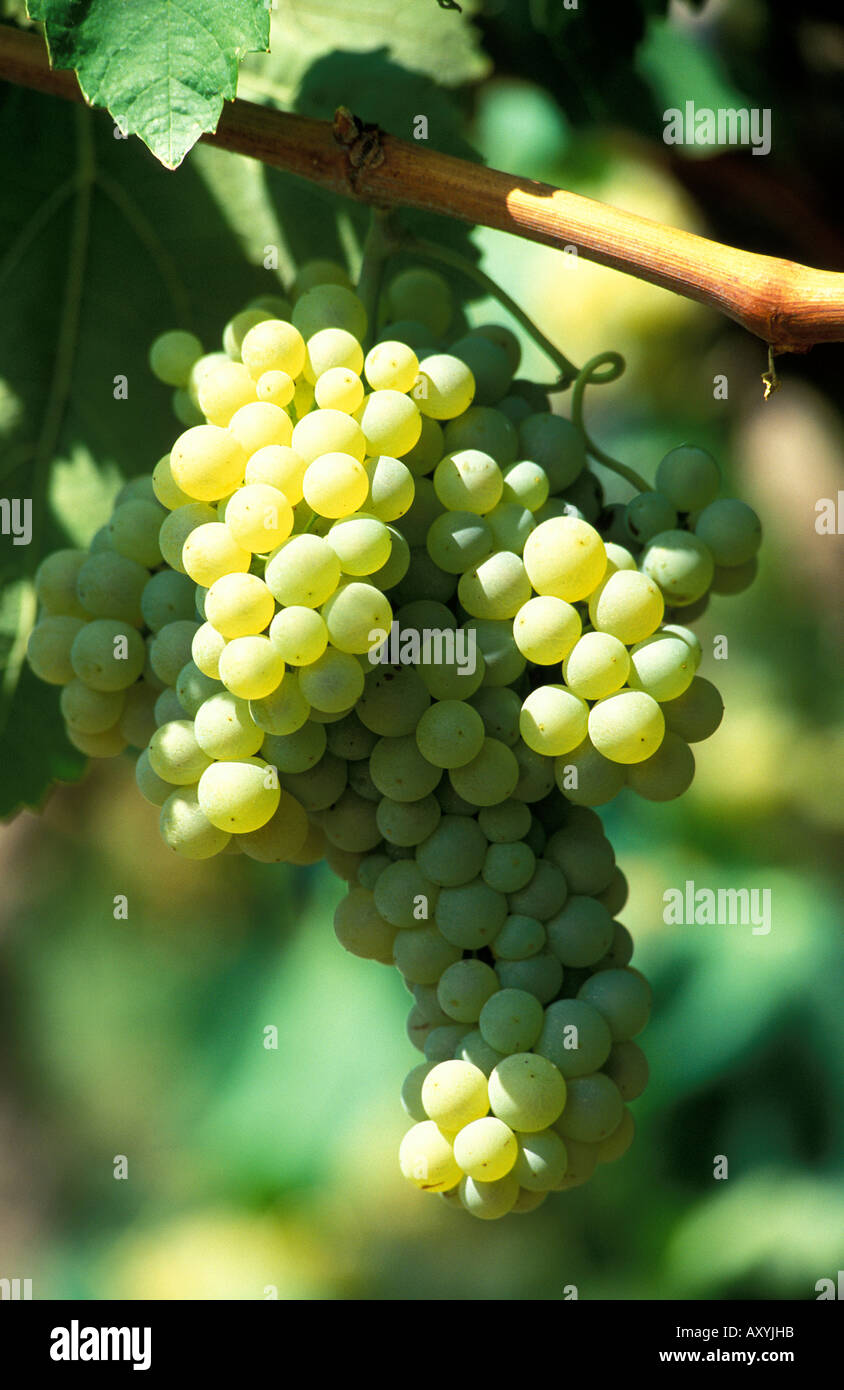 Alt Pened s white grapes Stock Photo Alamy