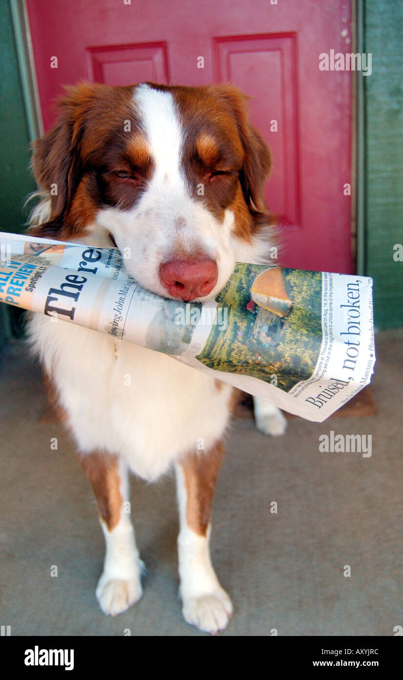 Molly, an Australian Shepherd puppy, brings the newspaper Stock Photo
