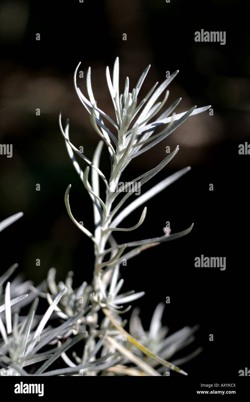 'CURRY PLANT (Helichrysum italicum)' Stock Photo