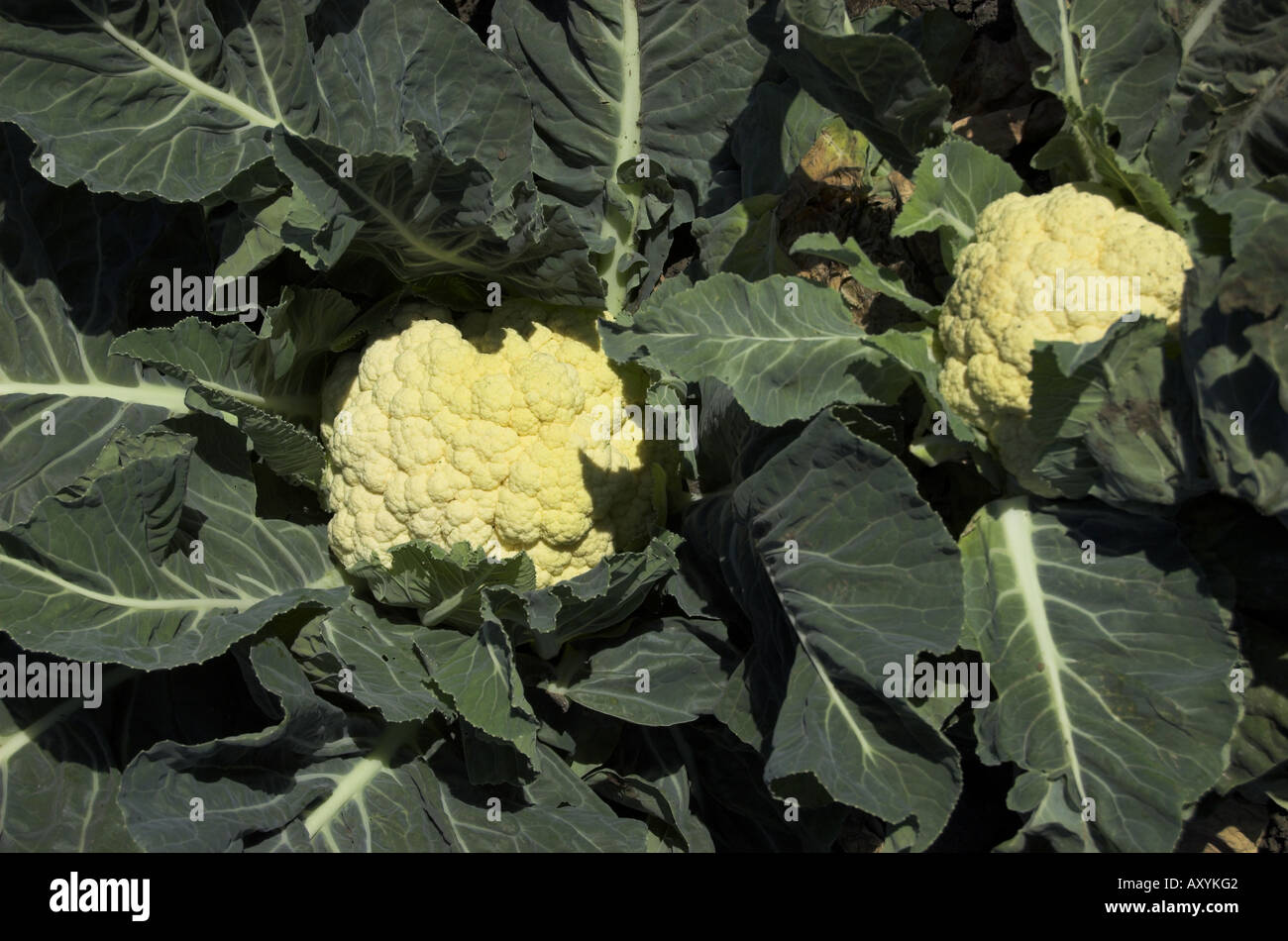 Harvesting Cauliflower near Castroville central coast of California