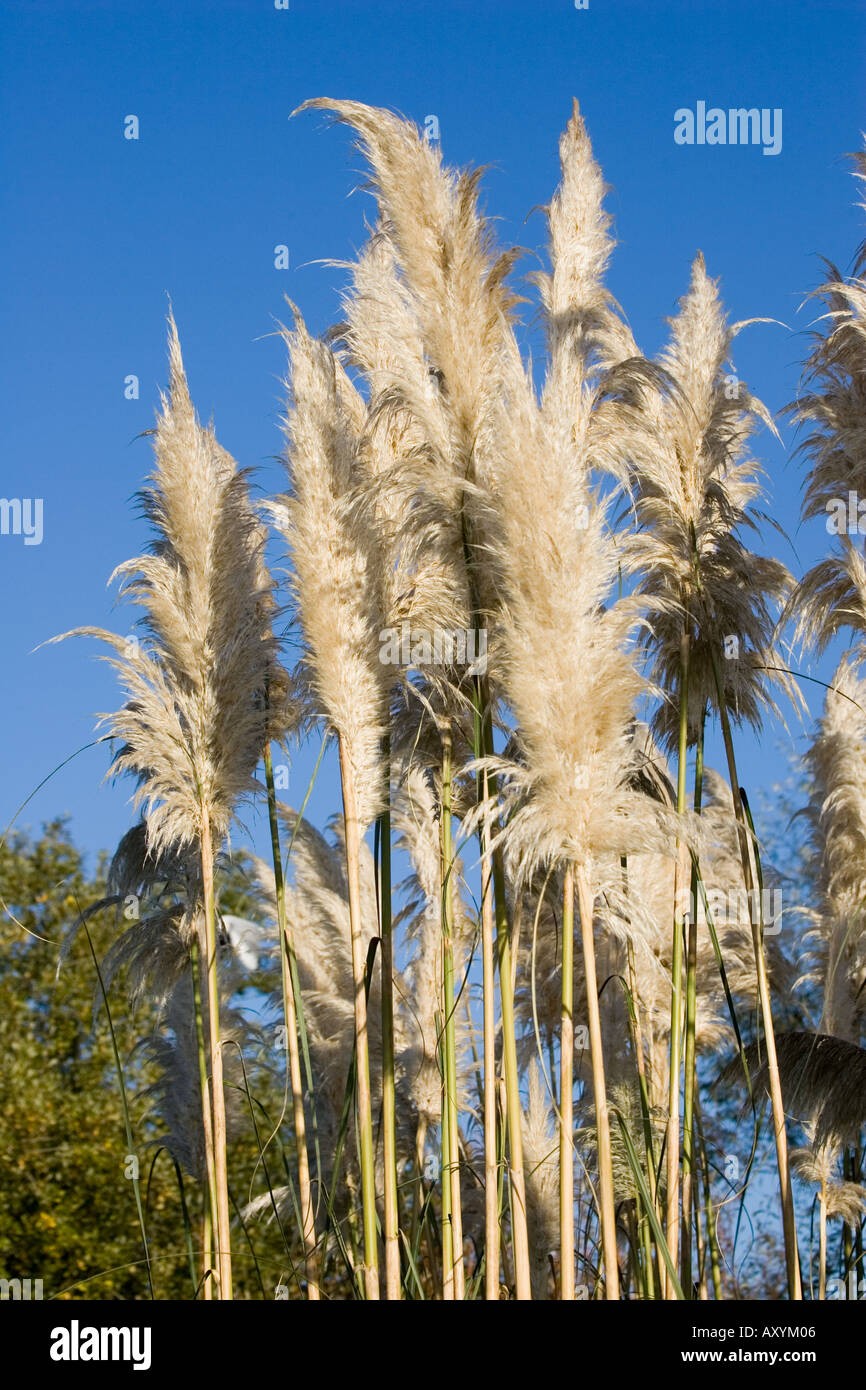 Plumes of Pampas grass Cortaderia selloana a large perennial grass native to Brazil Stock Photo