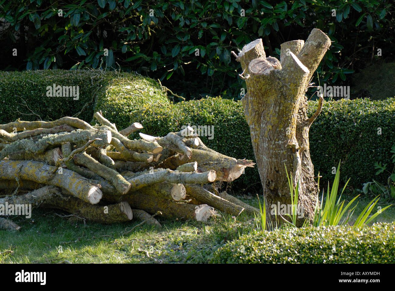 Contorted willow in a garden killed by disease and felled Stock Photo