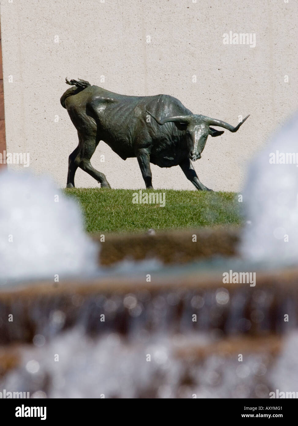 Bronze steer outside New extension to the Art Museum of South Texas at