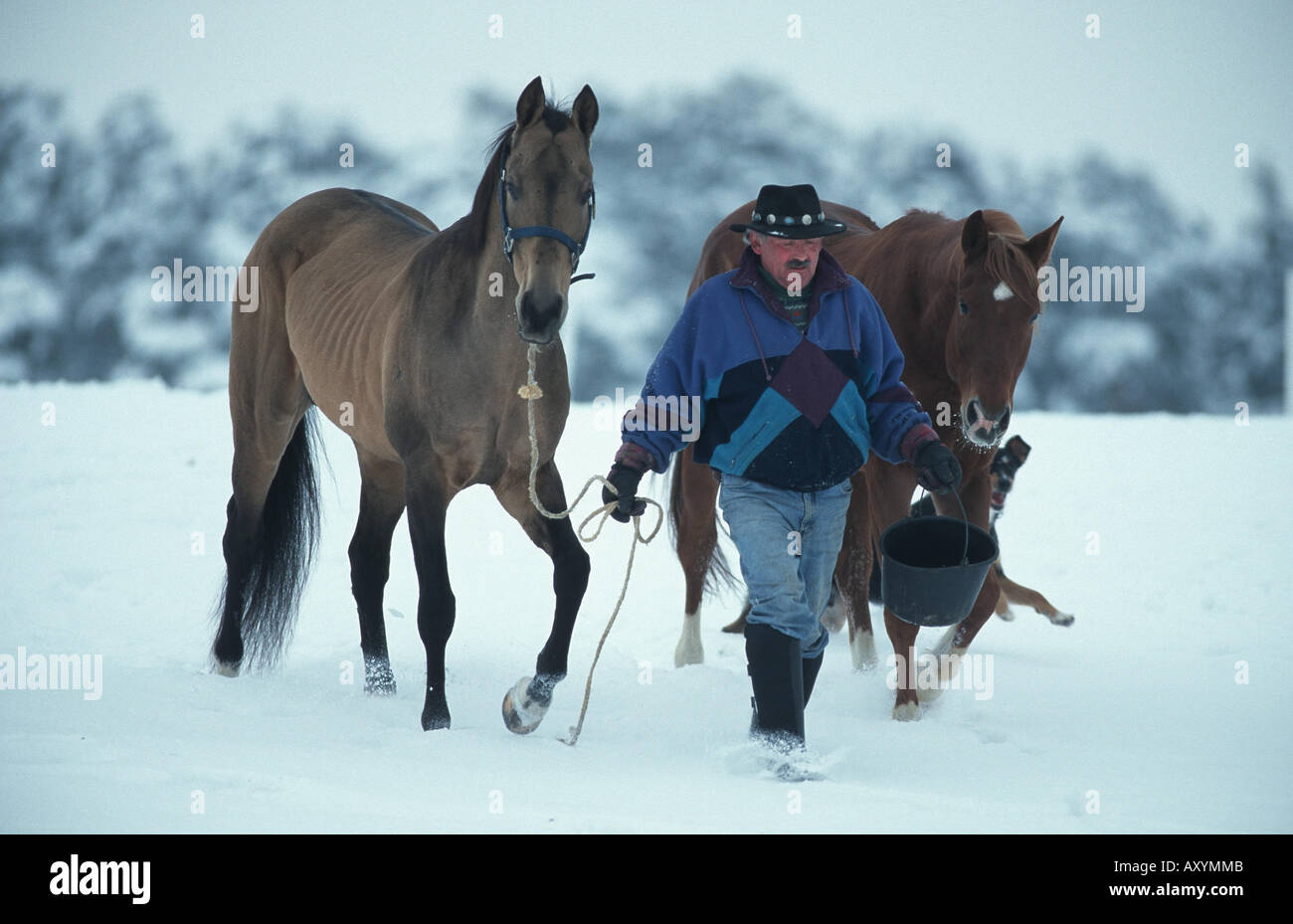 Akhal-Teke horse (Equus przewalskii f. caballus), guided by a man, in snow Stock Photo