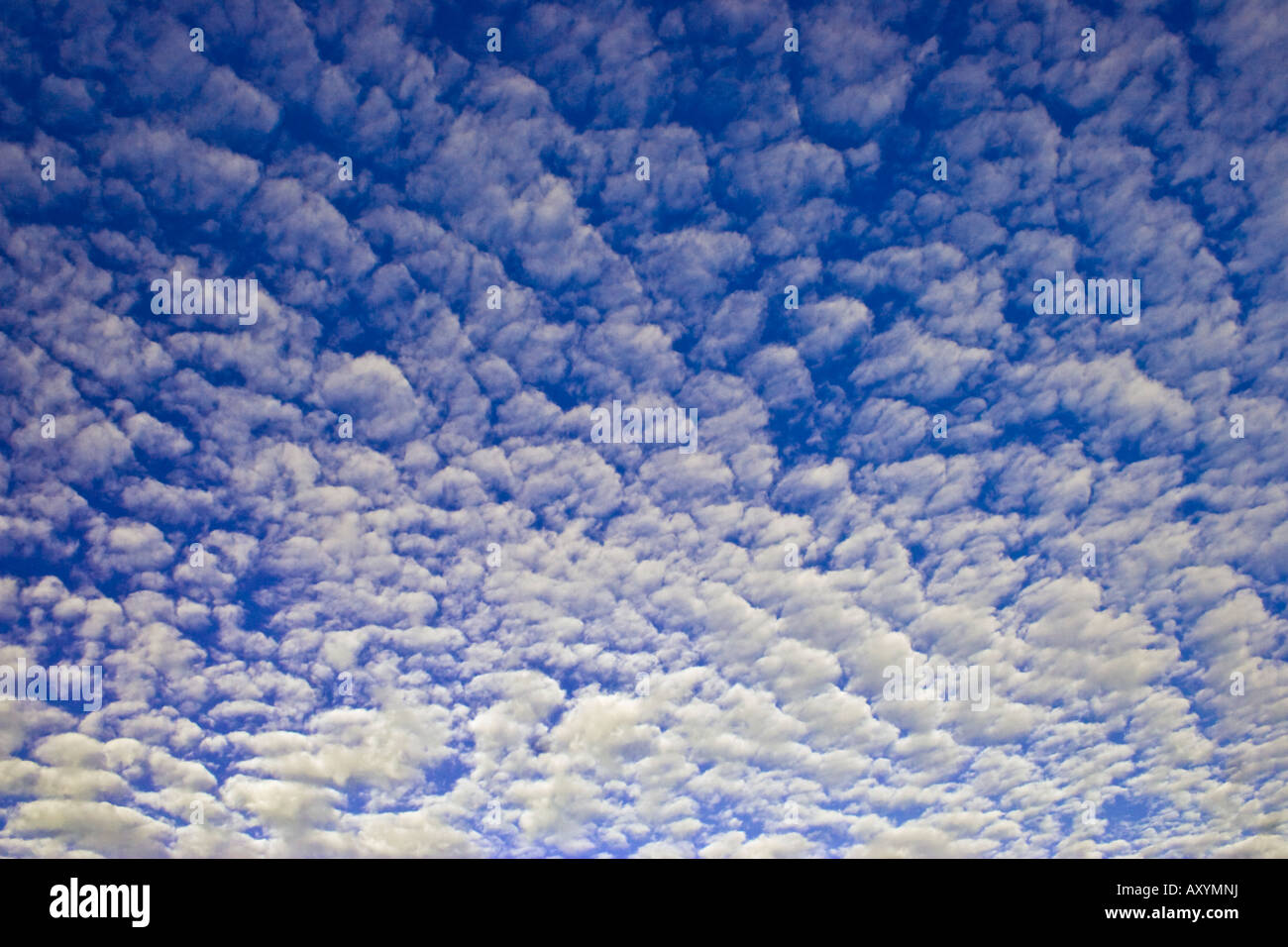 white puffy clouds on blue sky background Stock Photo - Alamy
