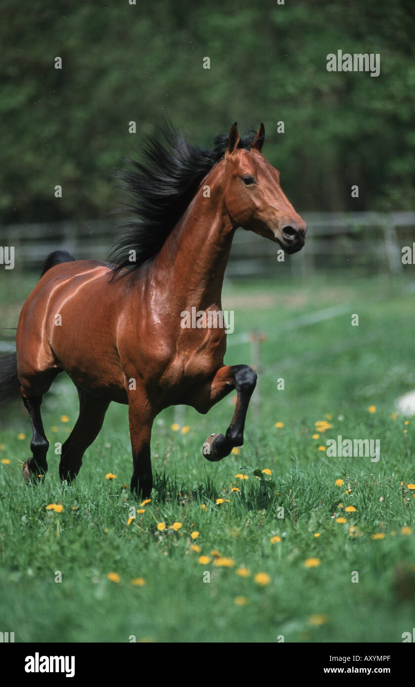 American saddlebred horse (Equus przewalskii f. caballus), galloping over meadow Stock Photo