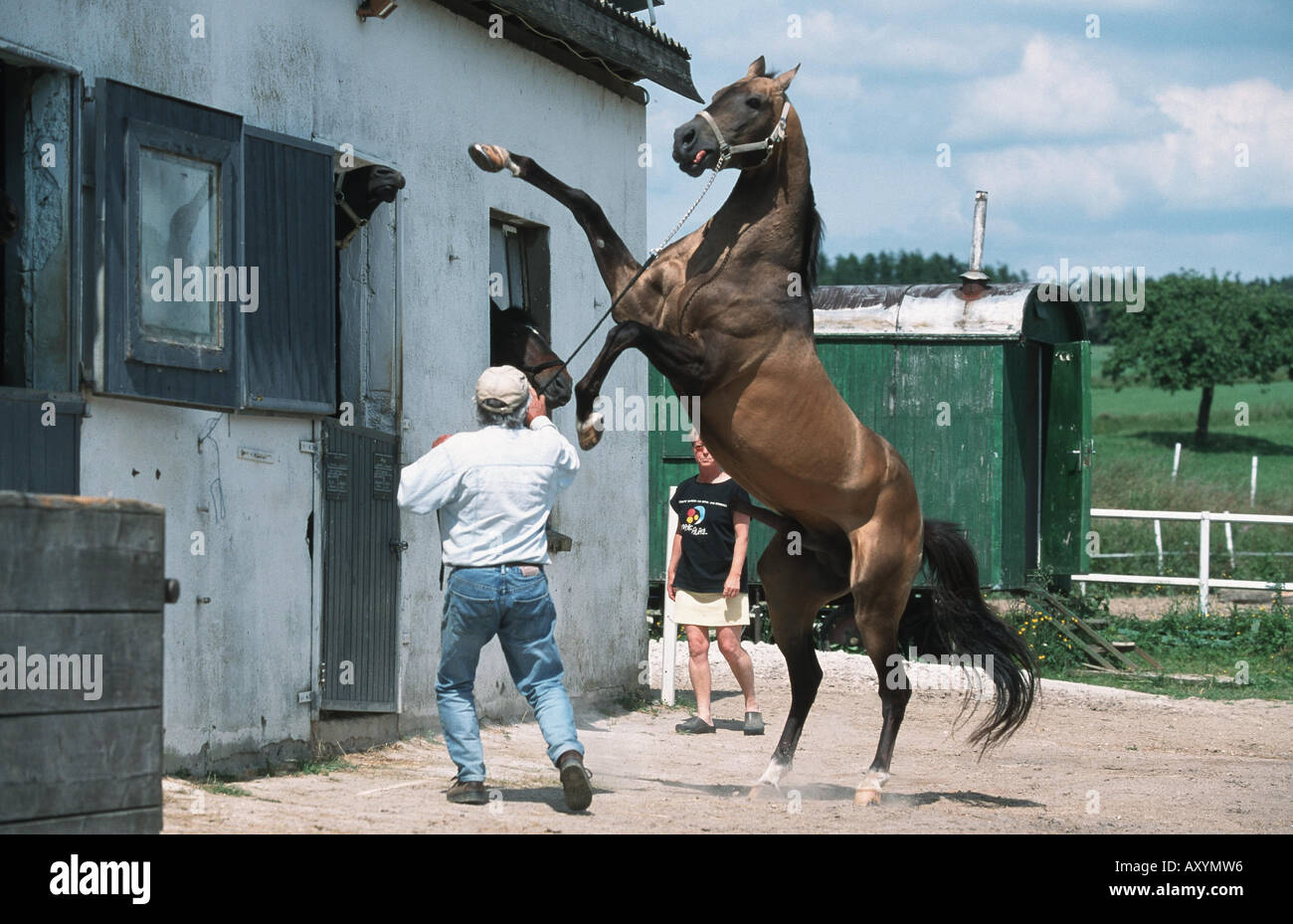 Angry Horse Mare Stock Photos - Free \u0026 Royalty-Free Stock Photos from  Dreamstime, image size:1300x929