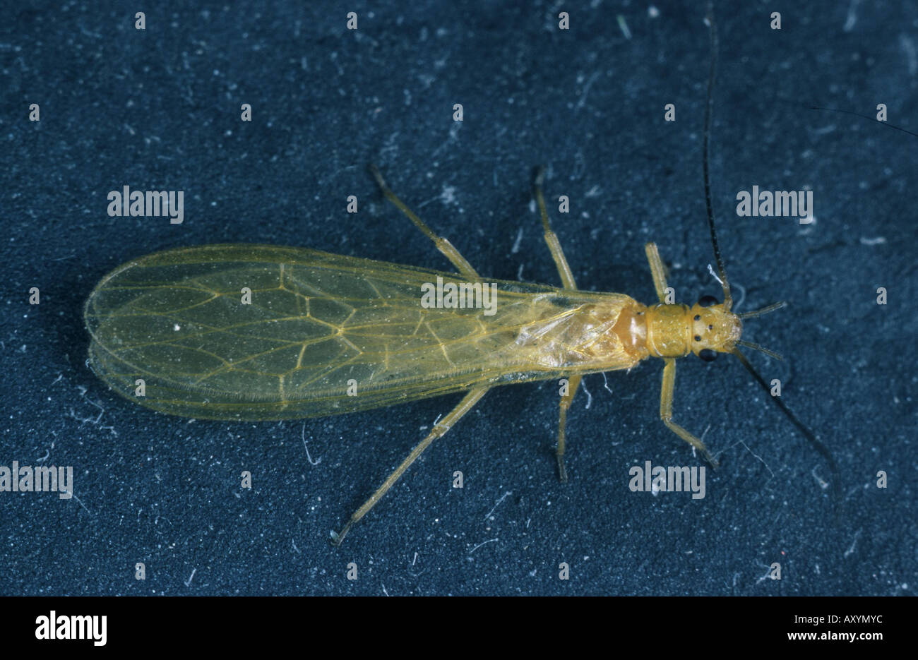 stonefly (Chloroperla tripunctata), imago Stock Photo