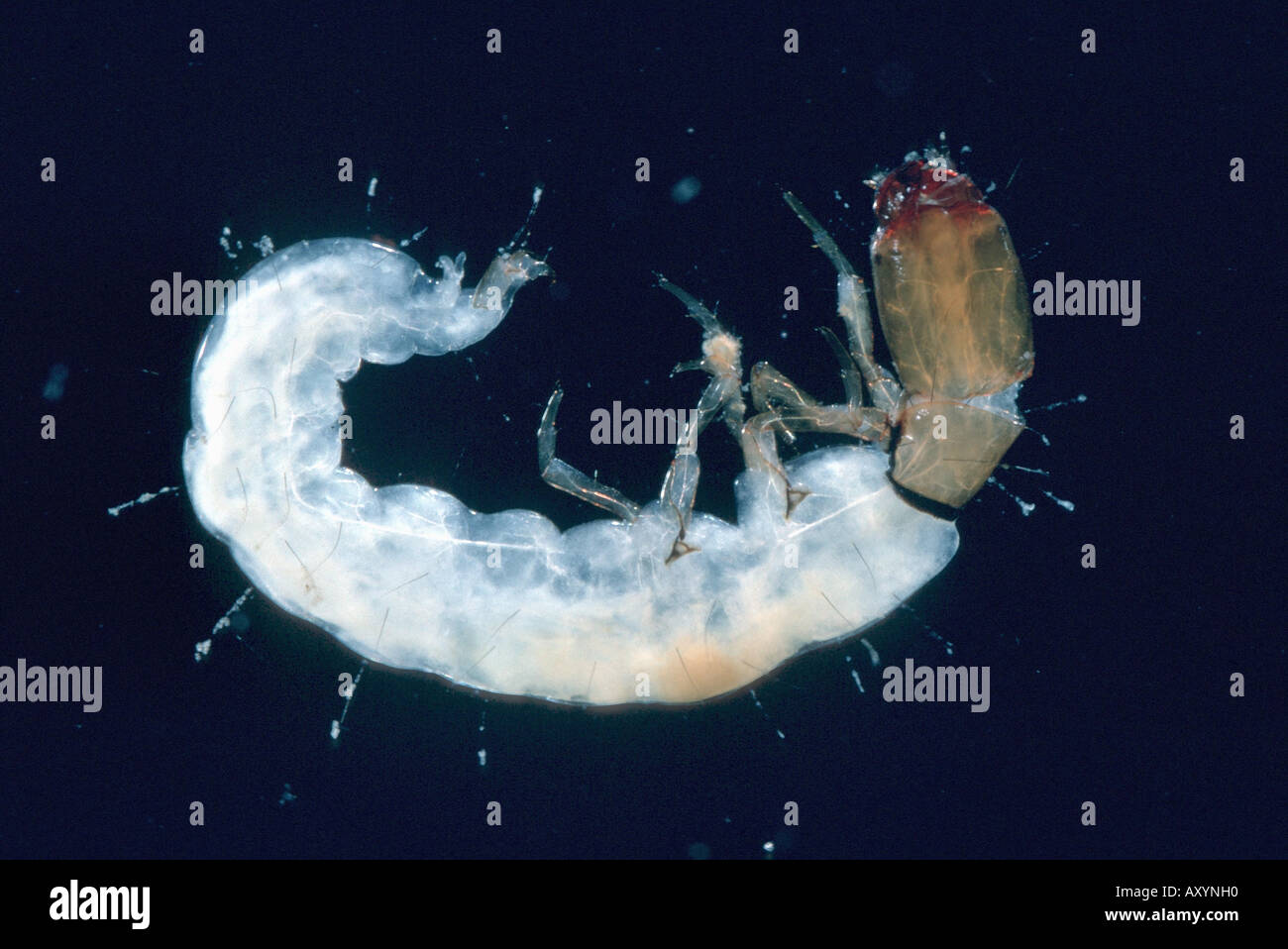 caddis fly (Wormaldia occipitalis), larva Stock Photo Alamy