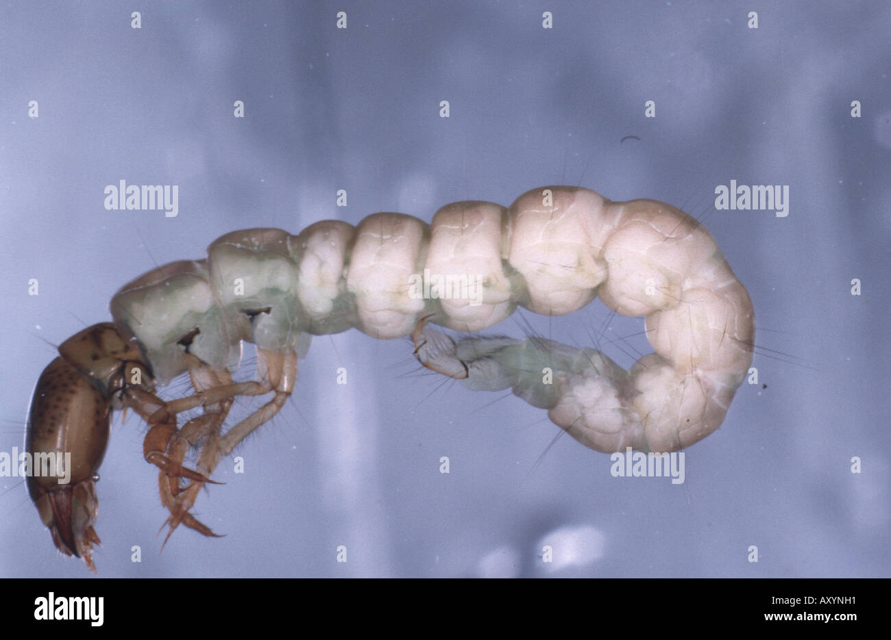 caddis fly (Plectrocnemia conspersa), larva Stock Photo